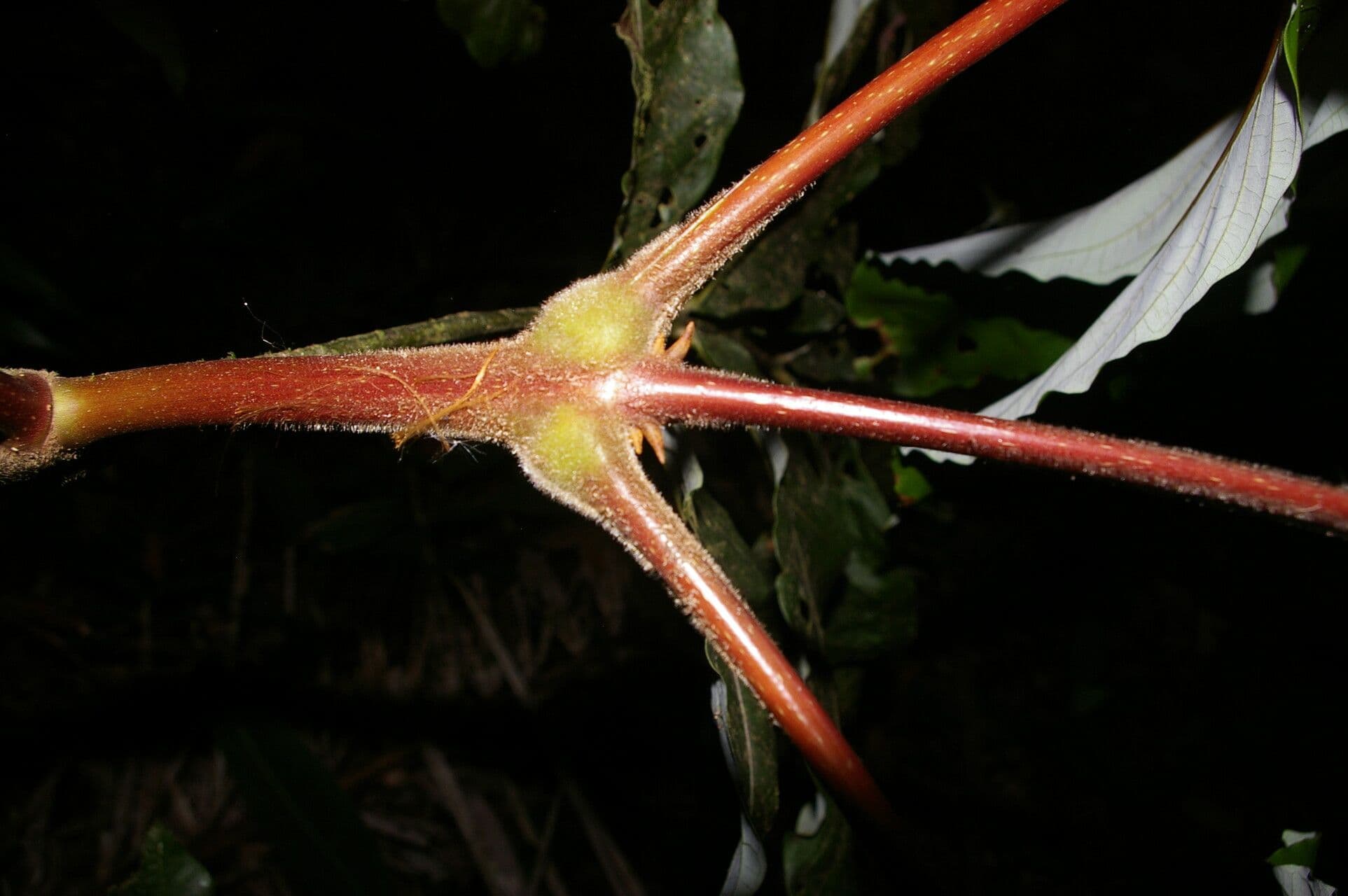Oreomunnea 12