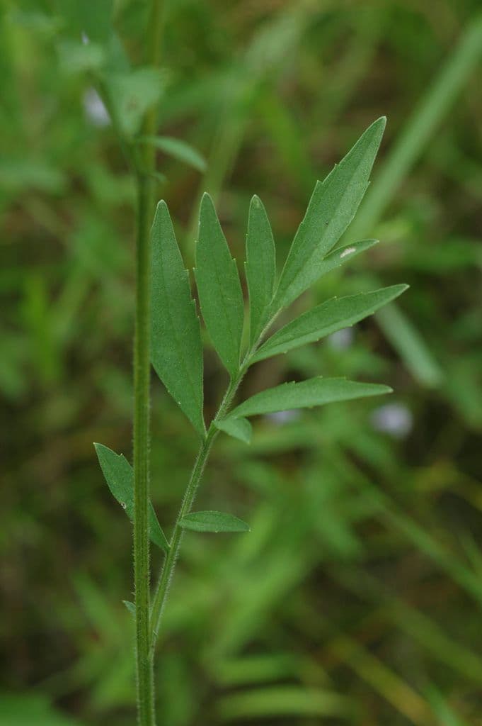 Ratibida pinnata 15