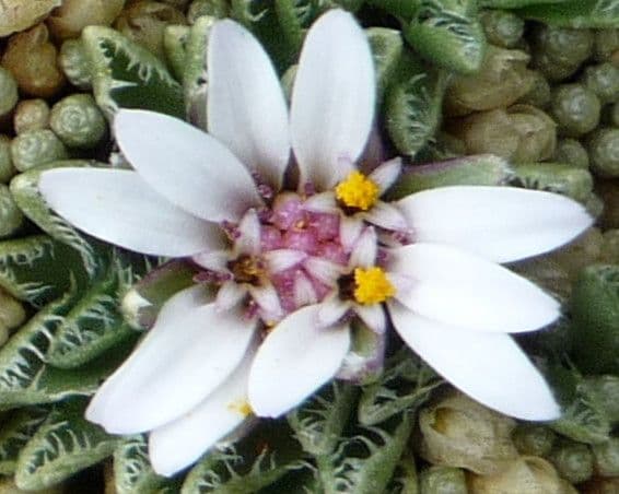 Werneria 2