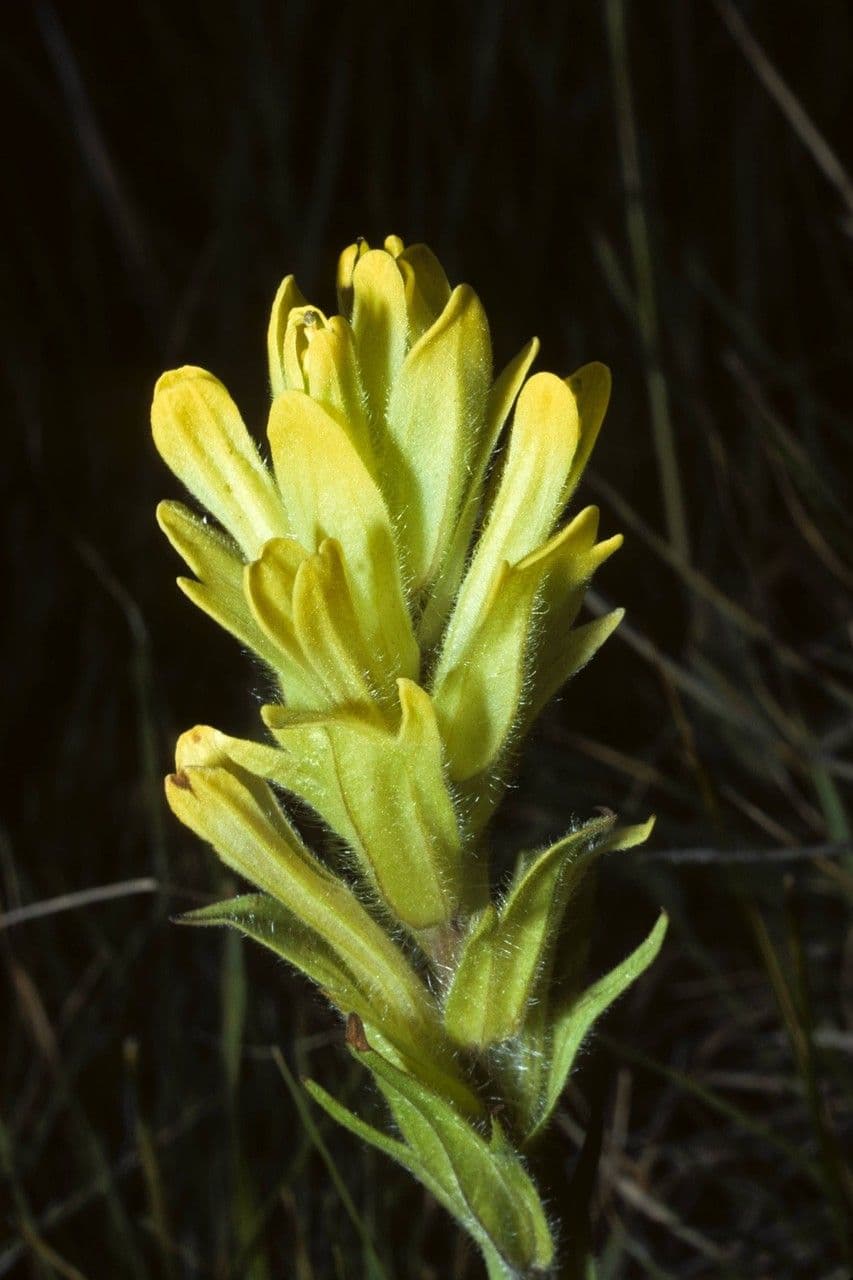 Castilleja cusickii 3