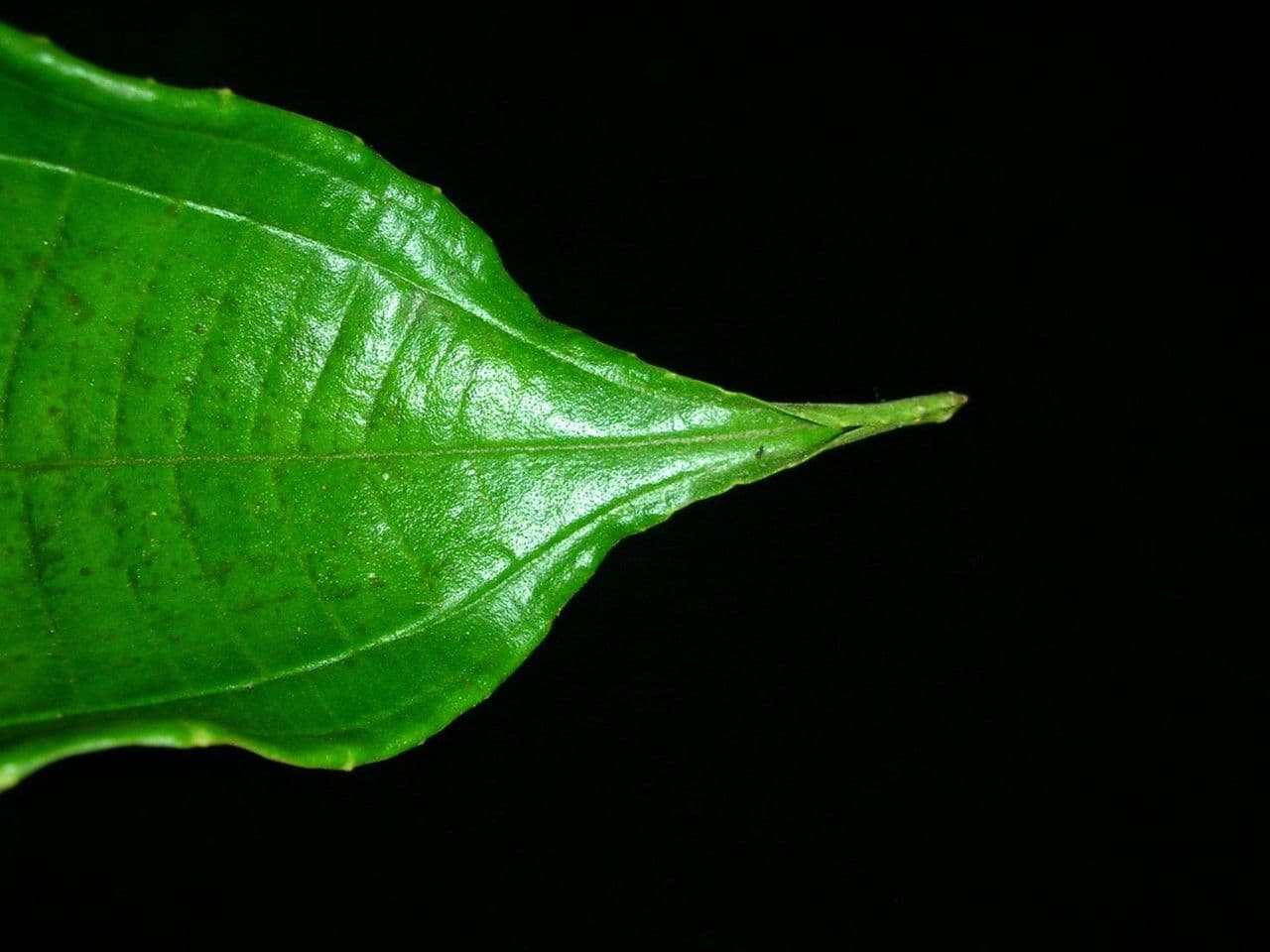 Conostegia luquillo 16