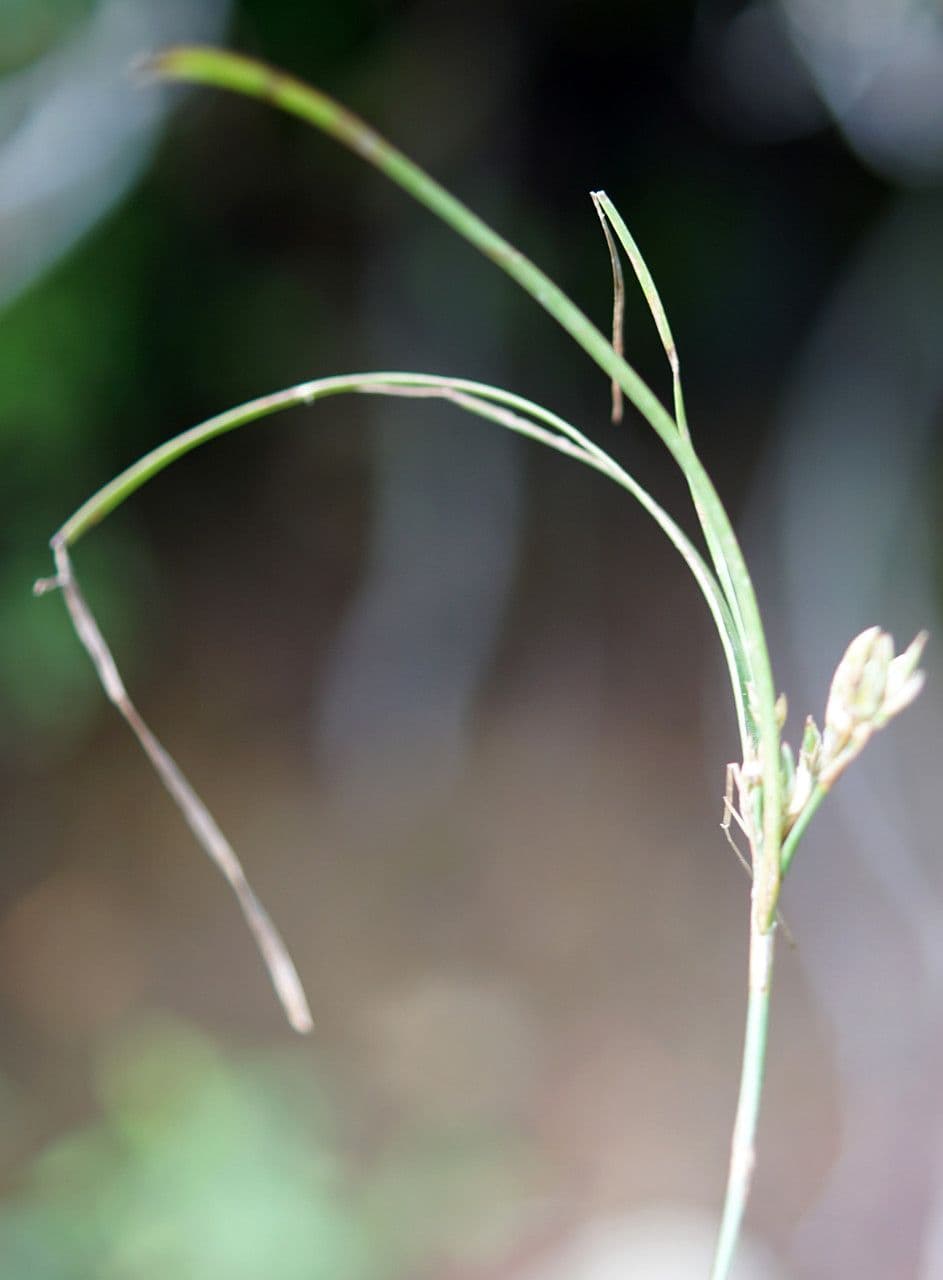 Giunco esile 12