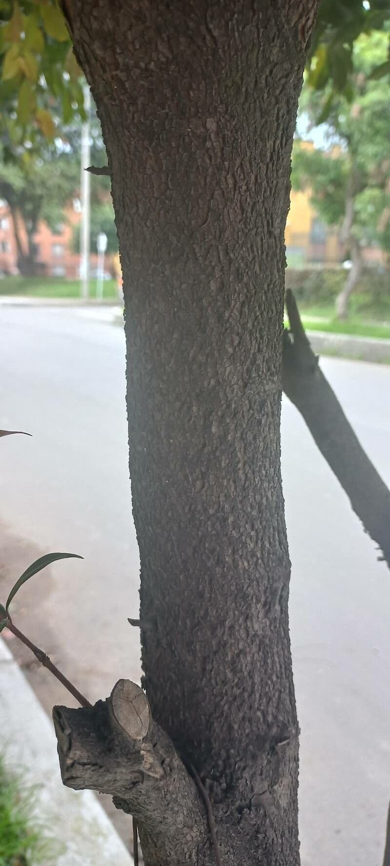 Syzygium paniculatum 22