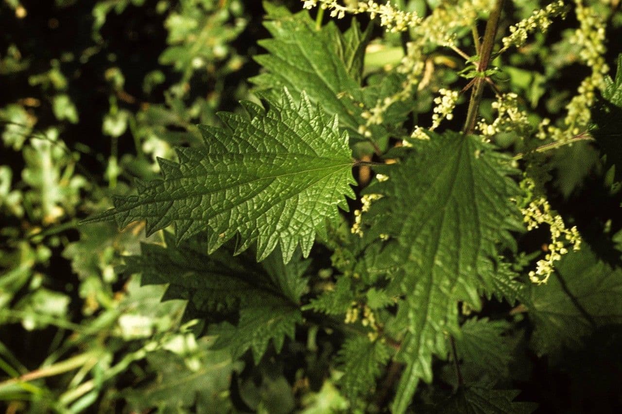 Mountain nettle 6