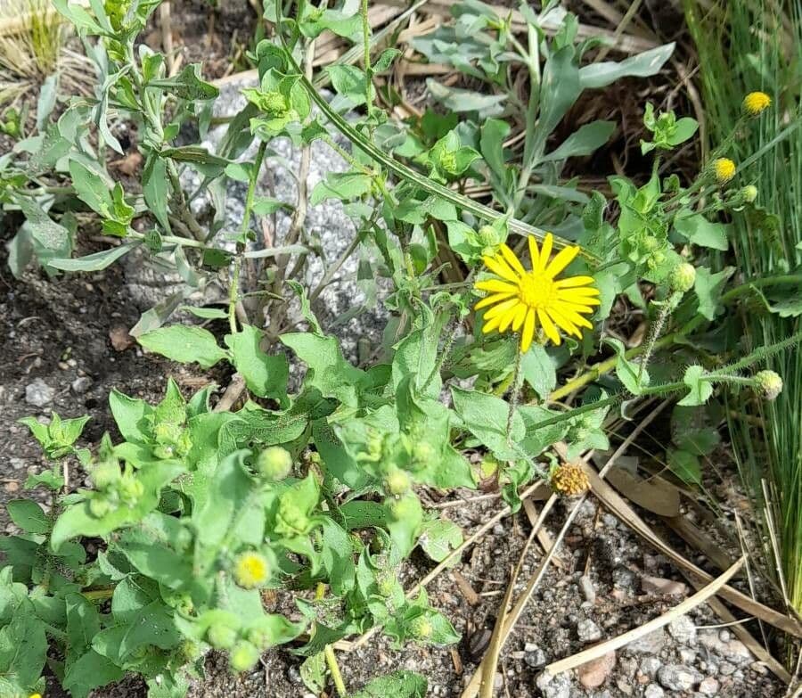 Heterotheca subaxillaris 9