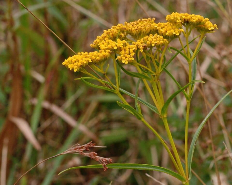 Flaveria lineare 6