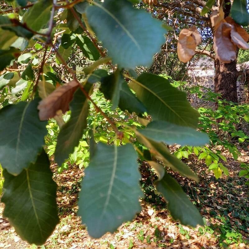 Quercia di Aleppo 11