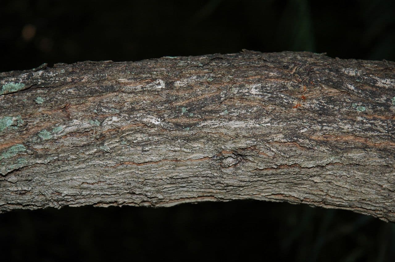 Myoporum 11