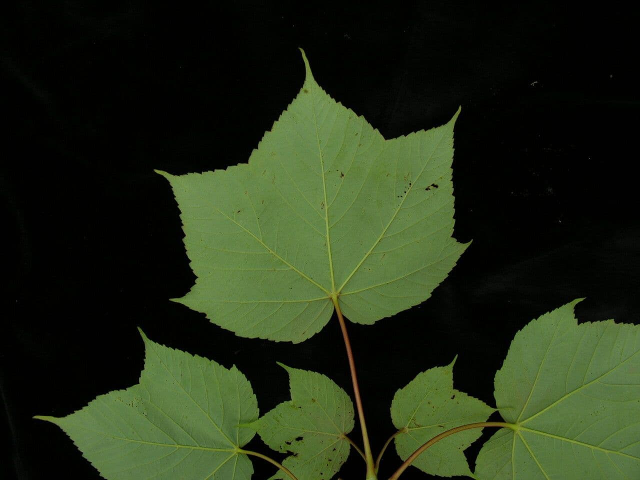 Acero 4