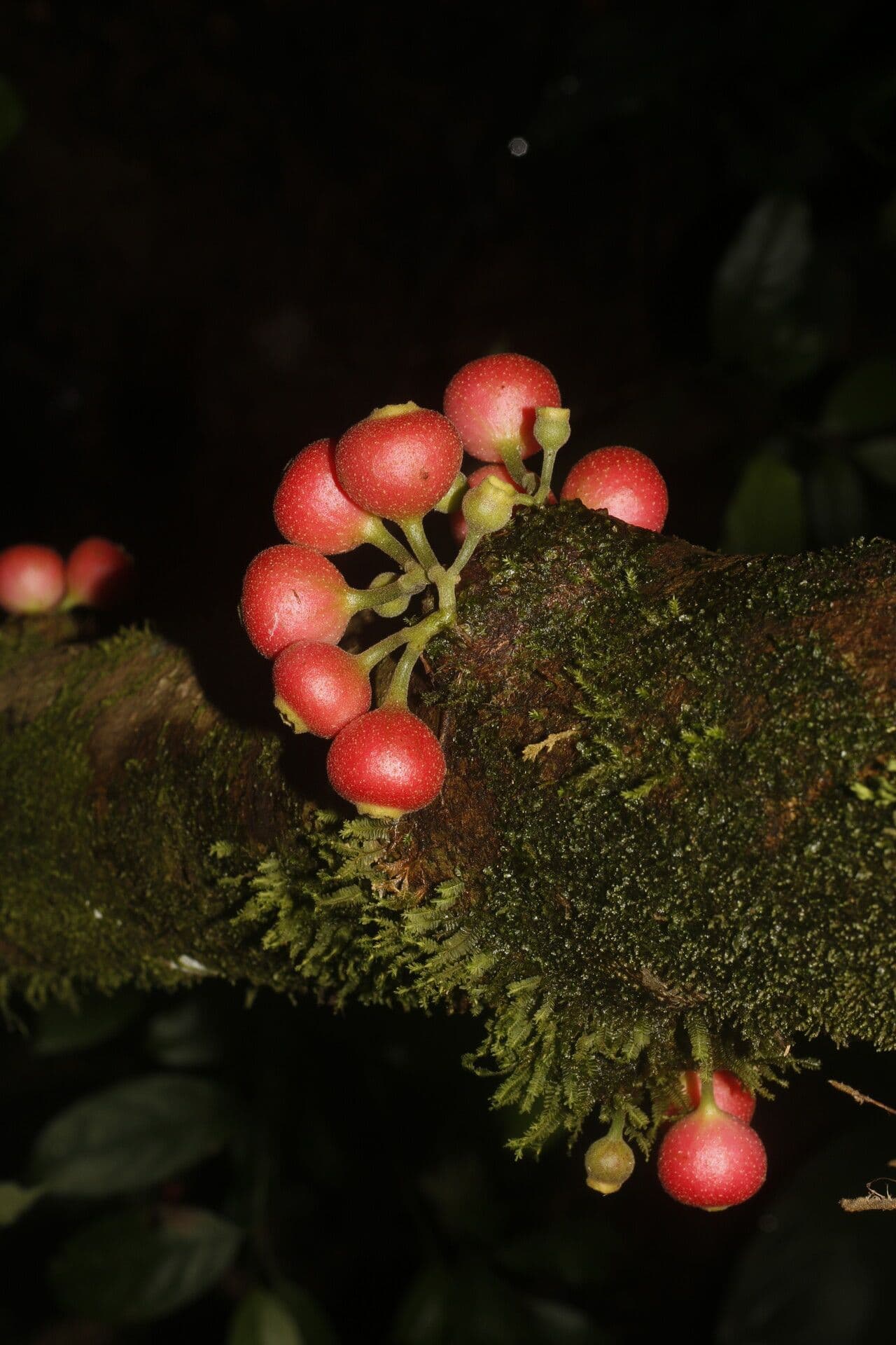 Siparuna gesnerioides 3