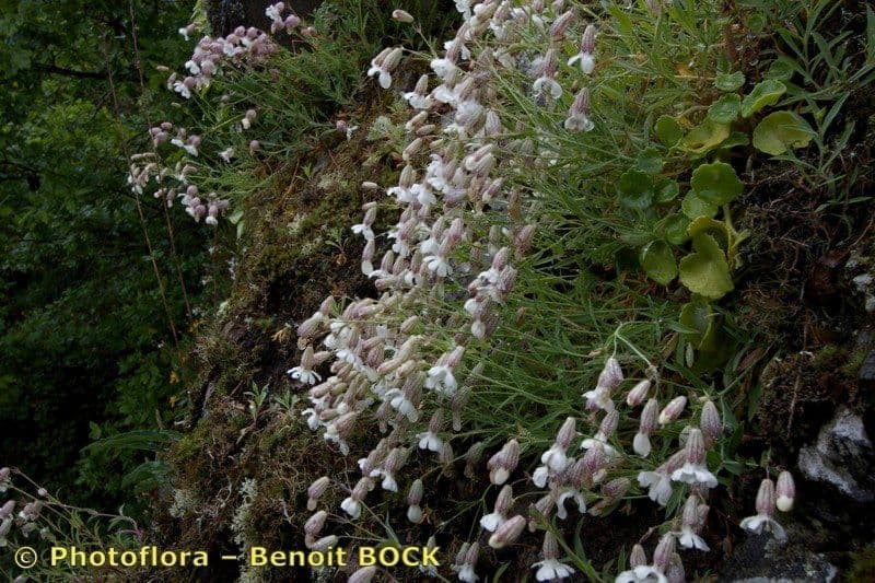 Silene a un fiore 24