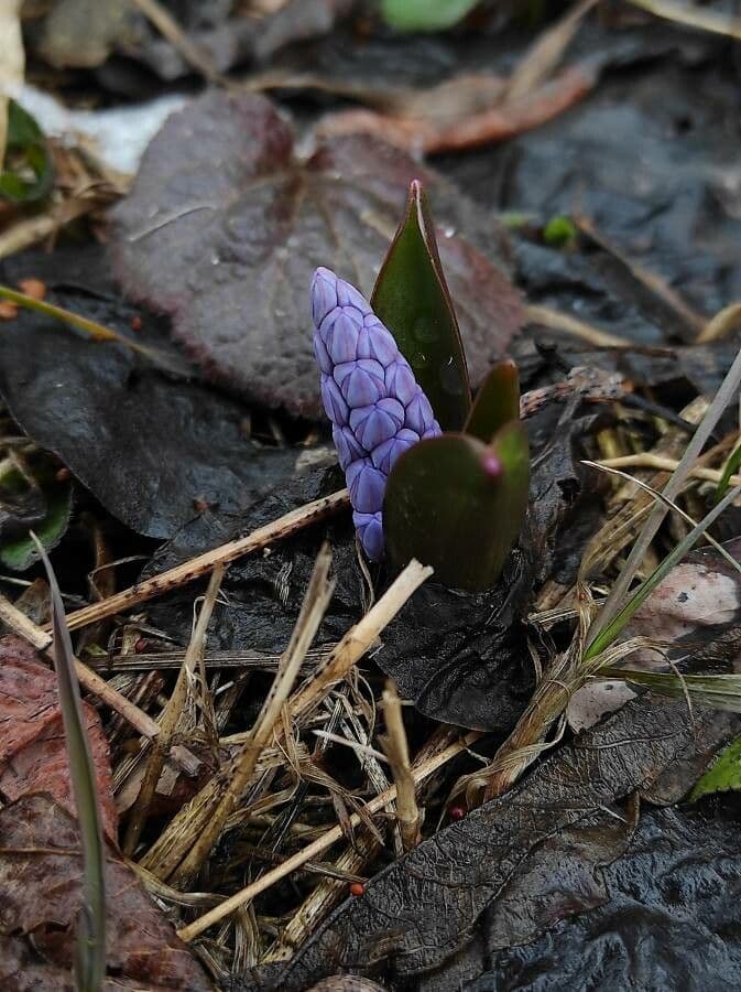 Scilla vernale 10