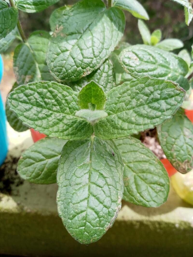 Menta villosa 10