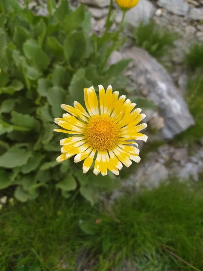 Doronico dei macereti 24