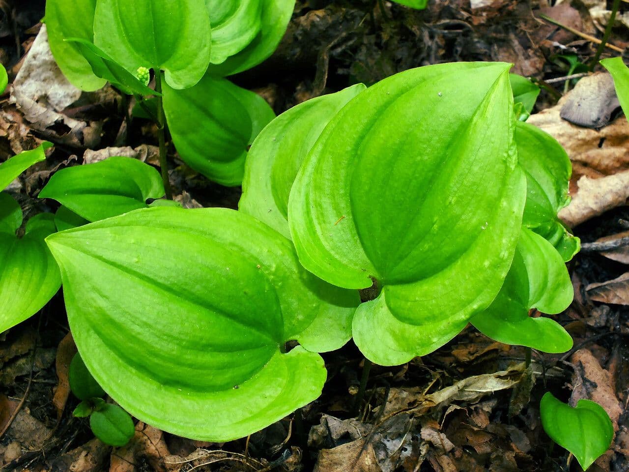 Maianthemum dilatatum 4