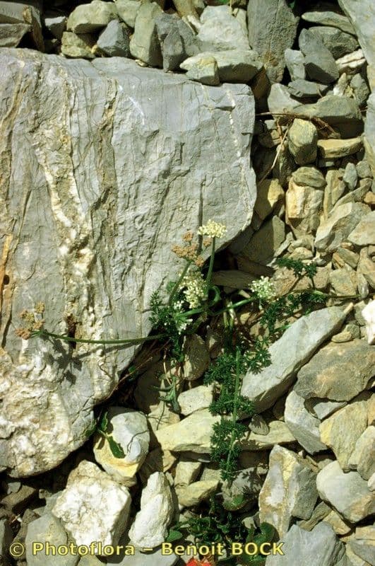Athamanta cretensis 24