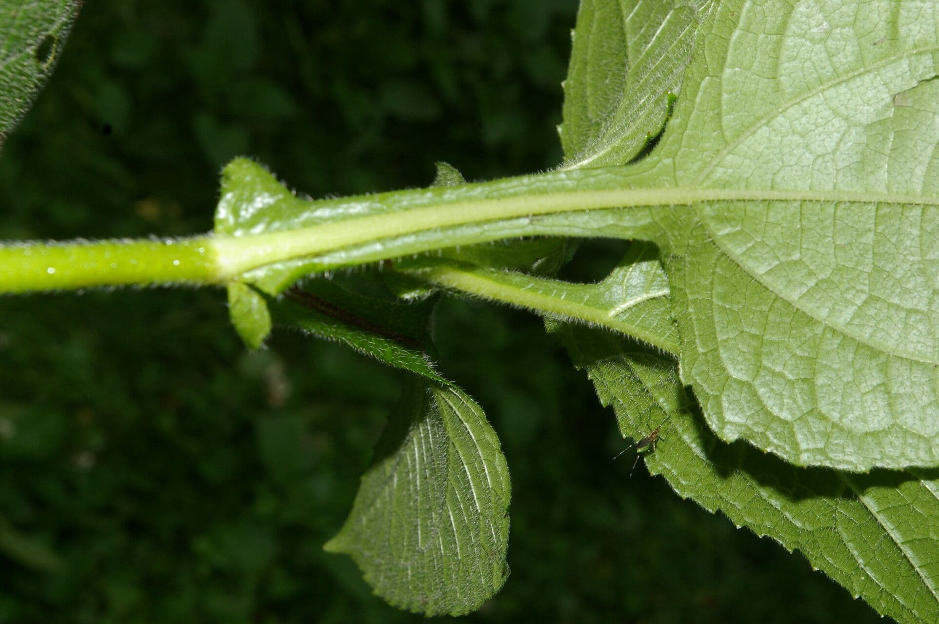 Sigesbeckia 10
