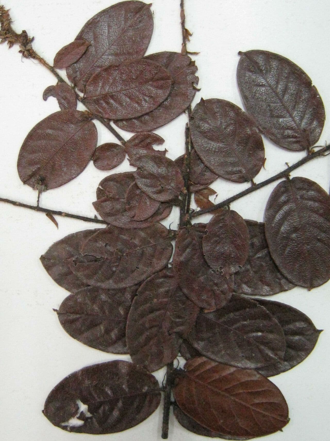 Hirtella 5
