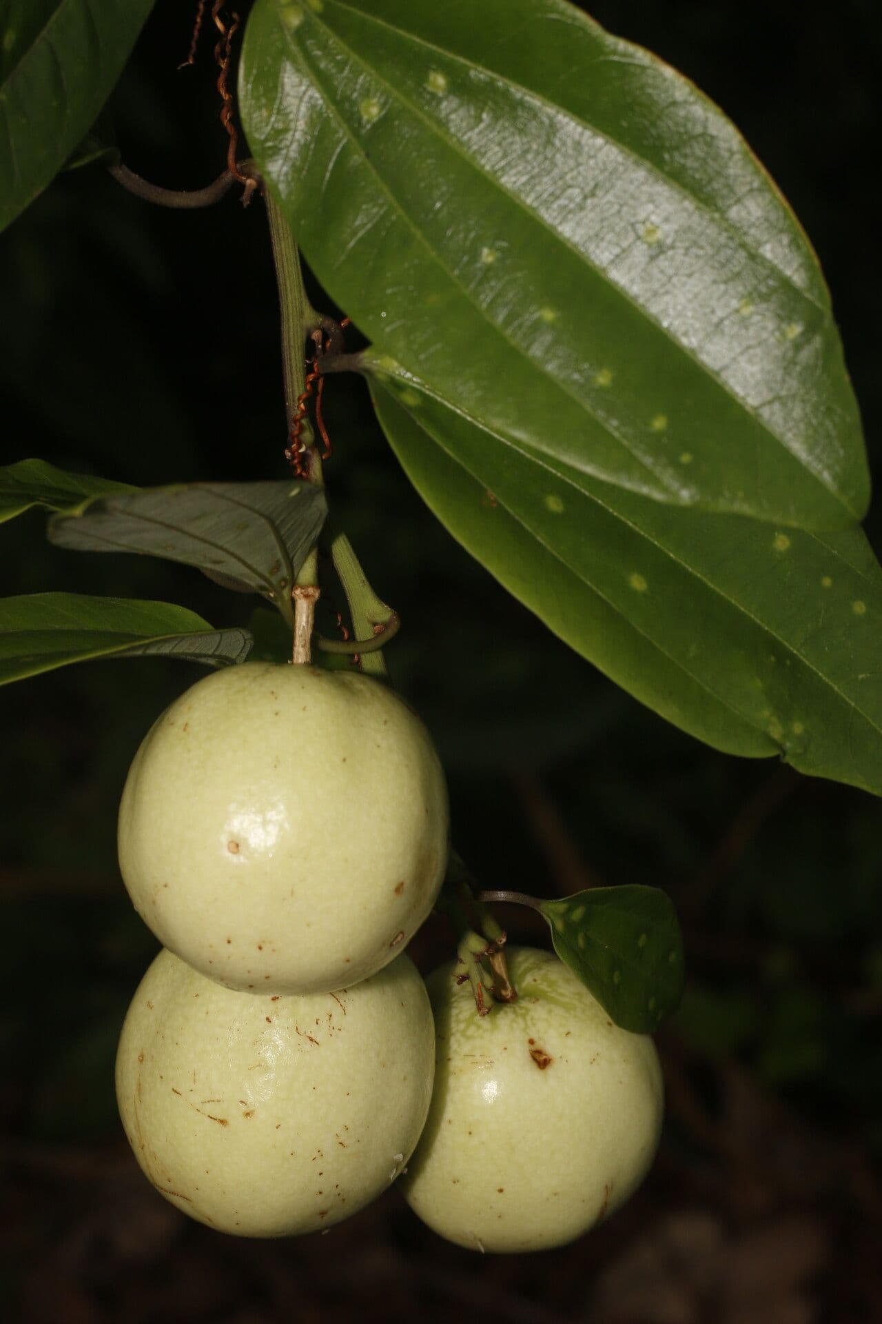 Passiflora