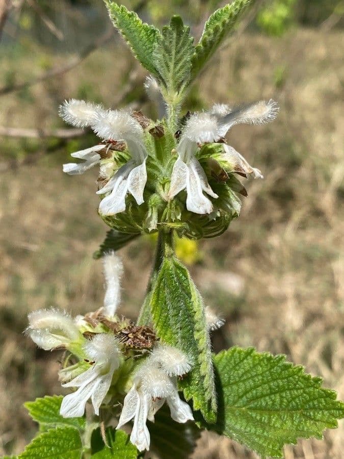 Leucas 2