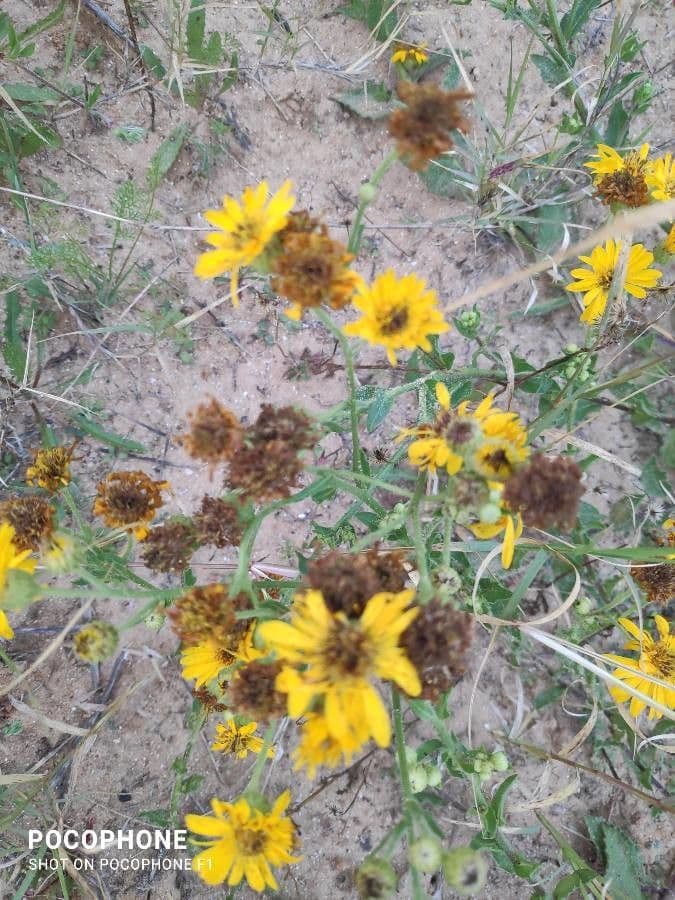 Heterotheca subaxillaris 3