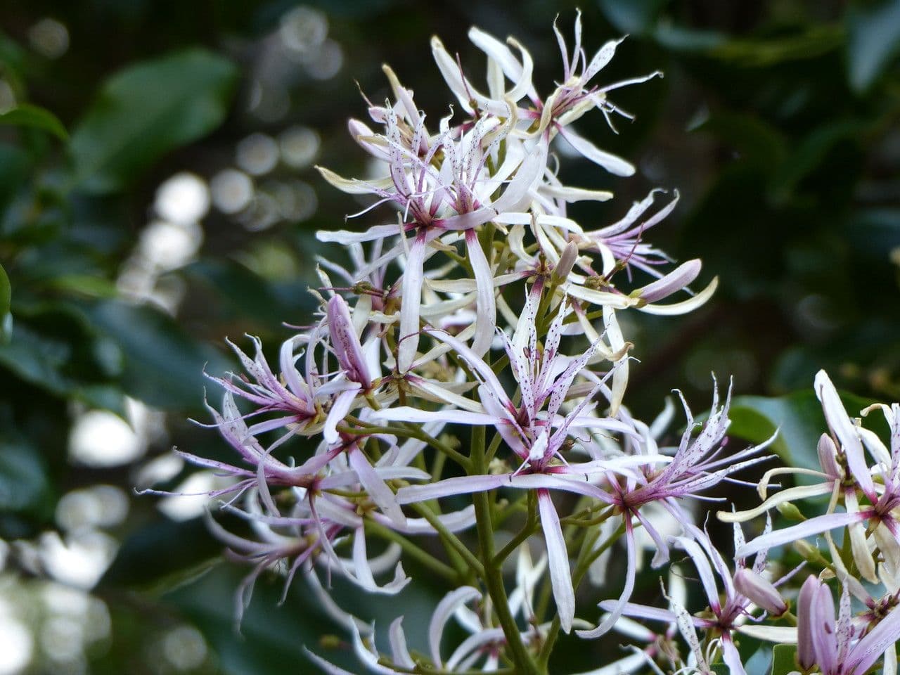 Calodendrum 6
