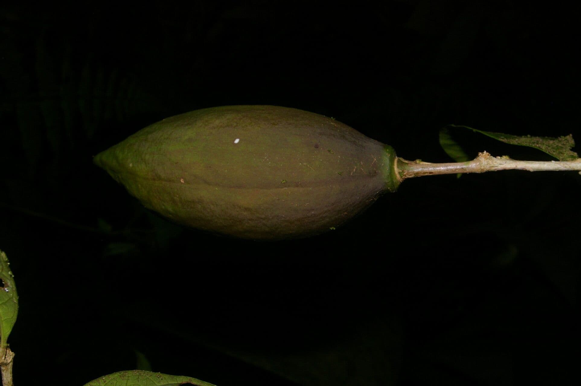 Amphitecna