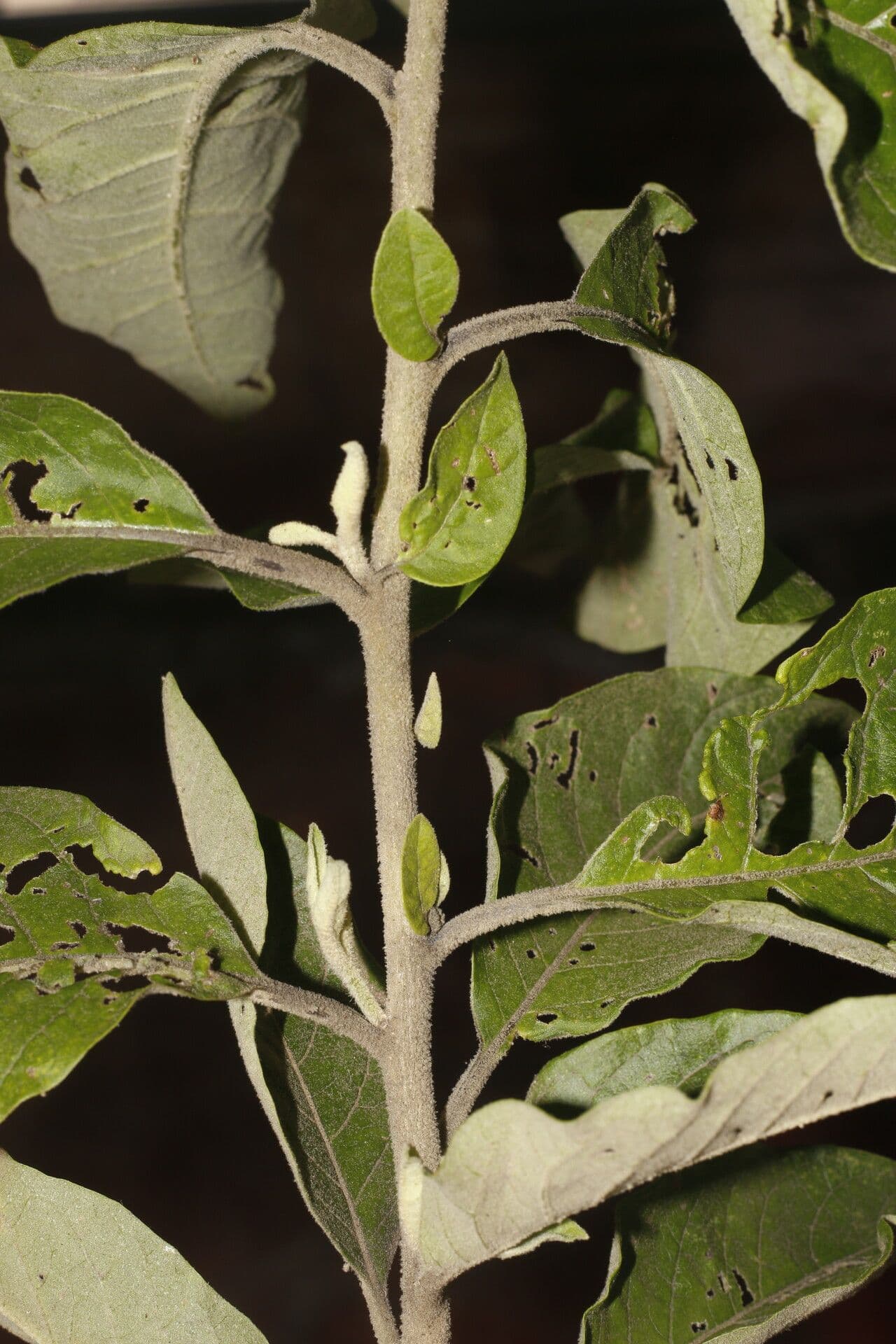 Cestrum tomentoso 3