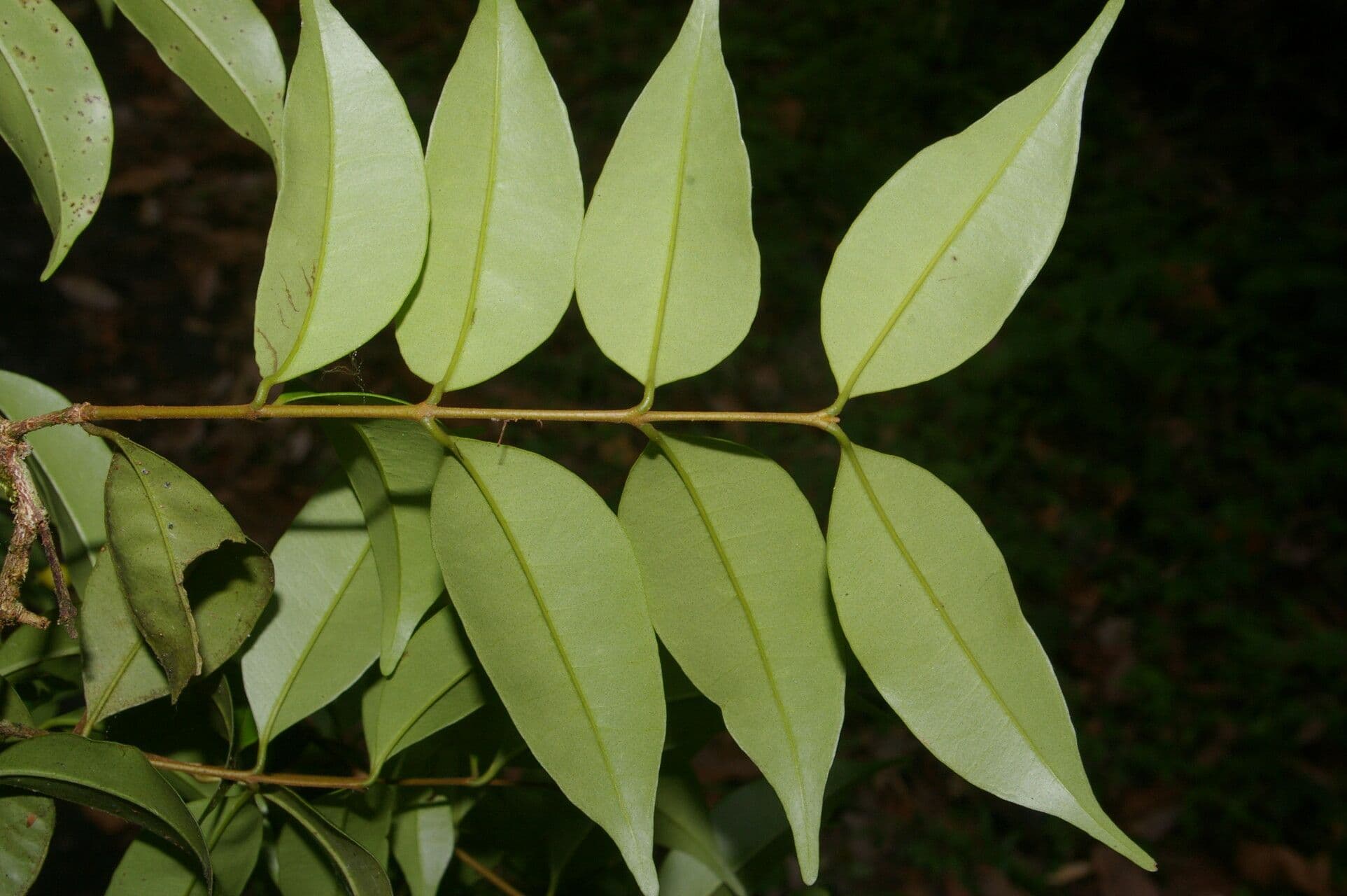 Eugenia costaricensis 10