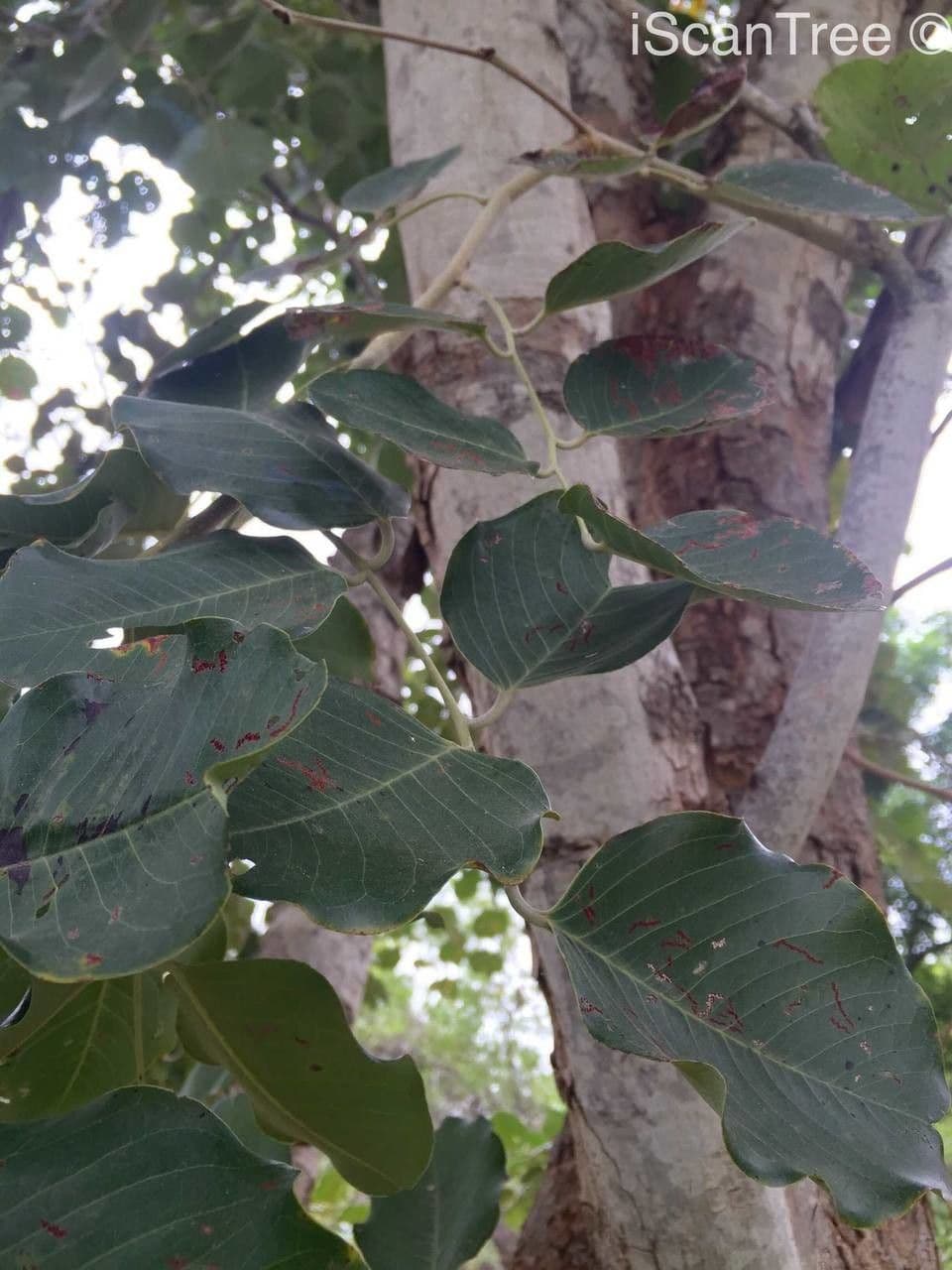 Hülsenbaum 14