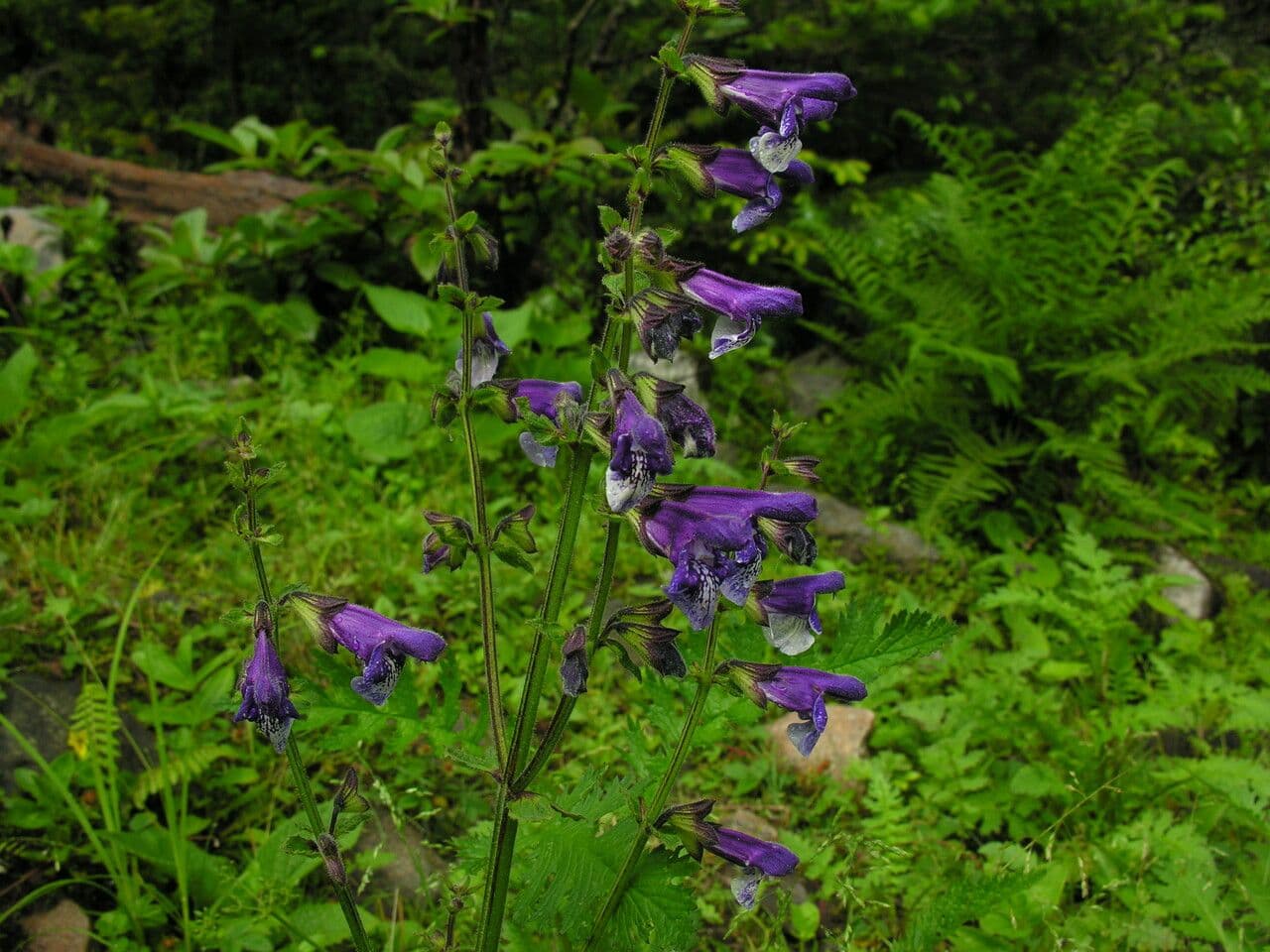 Salvia 9