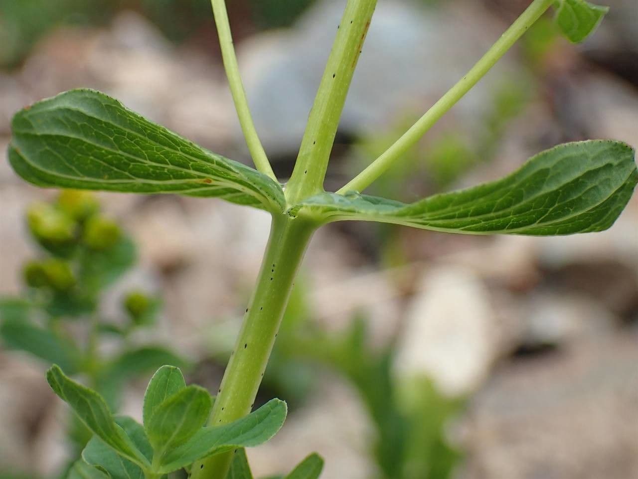 Millepertuis maculé 21