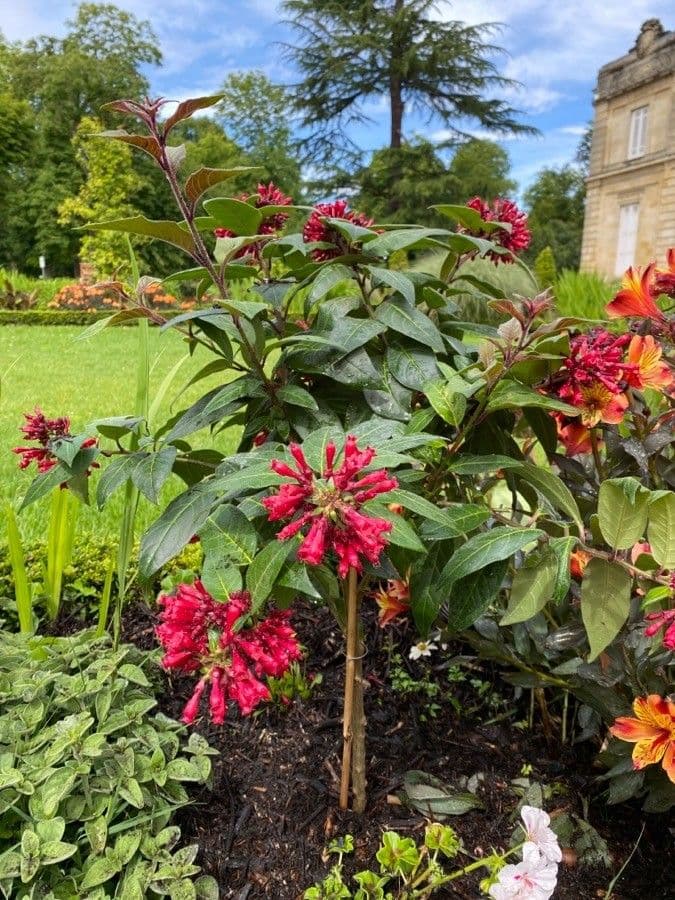 Cestrum elegante 13