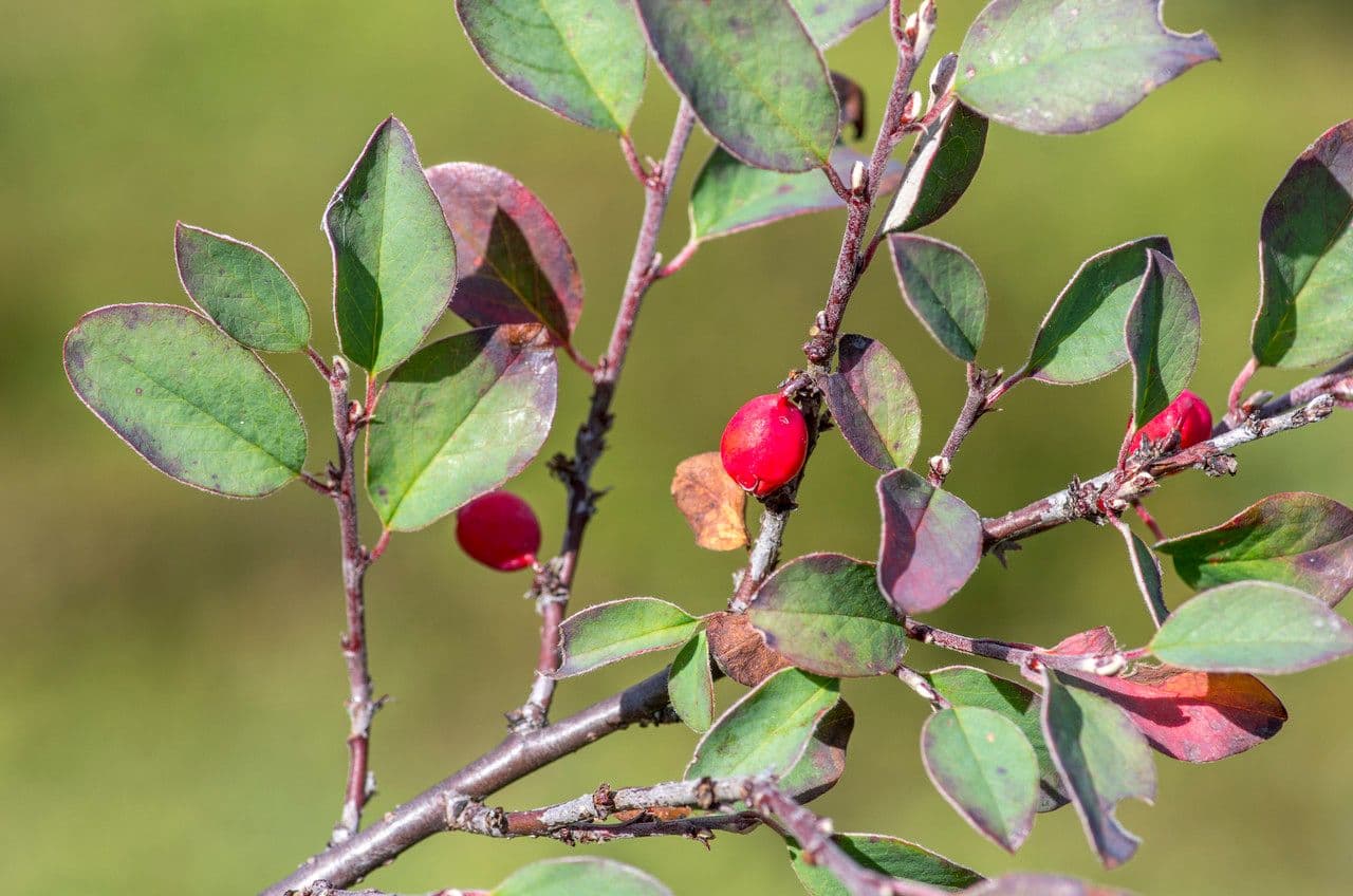 Cotonéaster commun 29