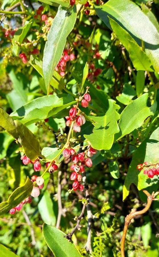 Muehlenbeckia 8