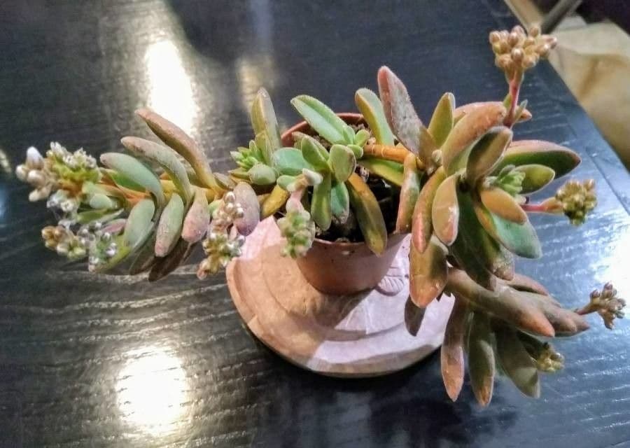 Crassula 4