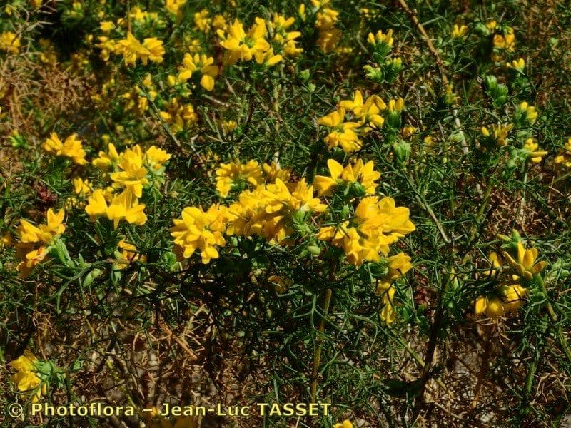 Felsen-Ginster 3