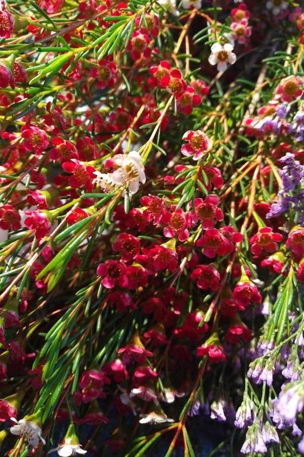 Chamelaucium uncinatum 6