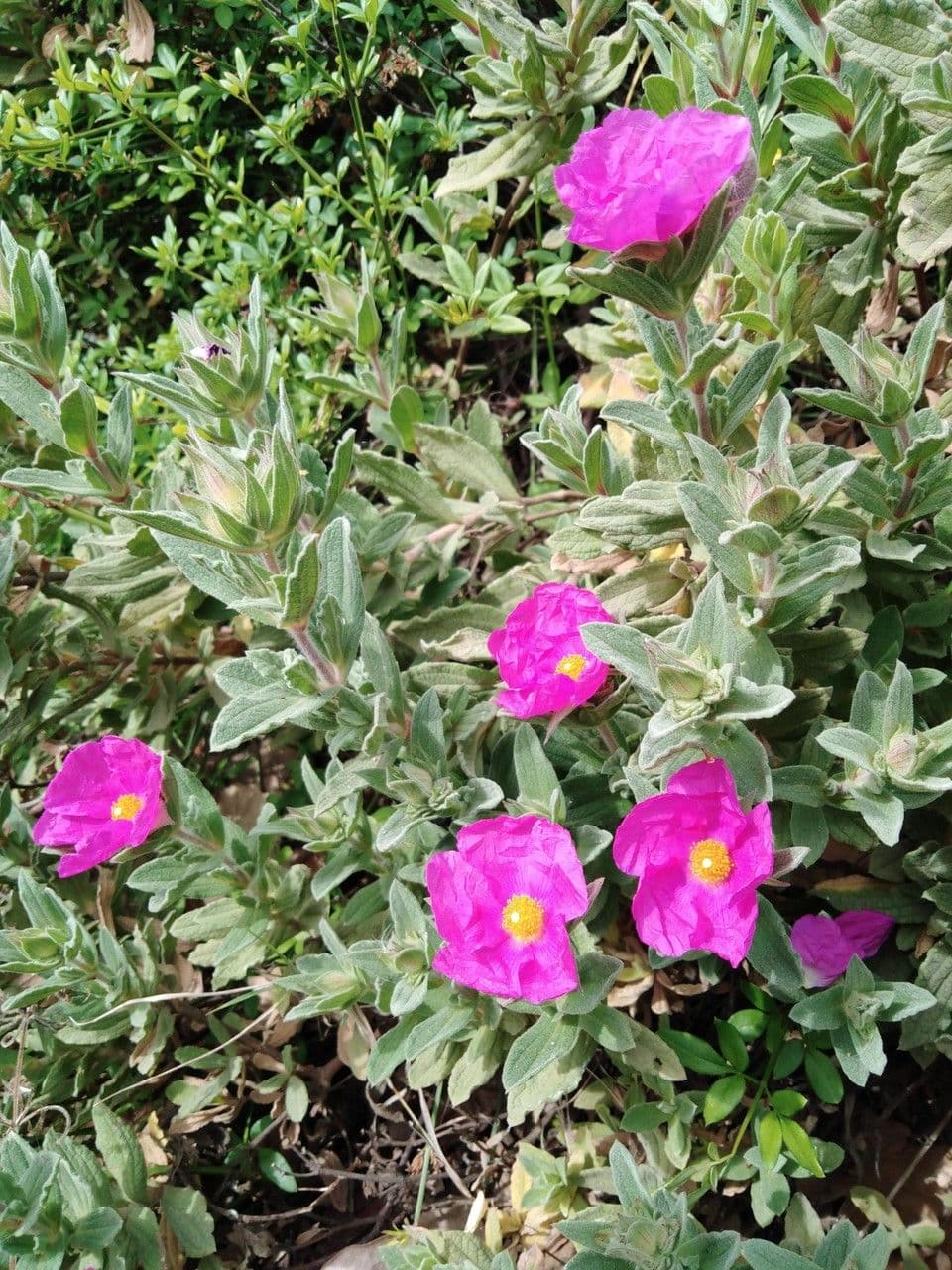 Cistus krétský 14