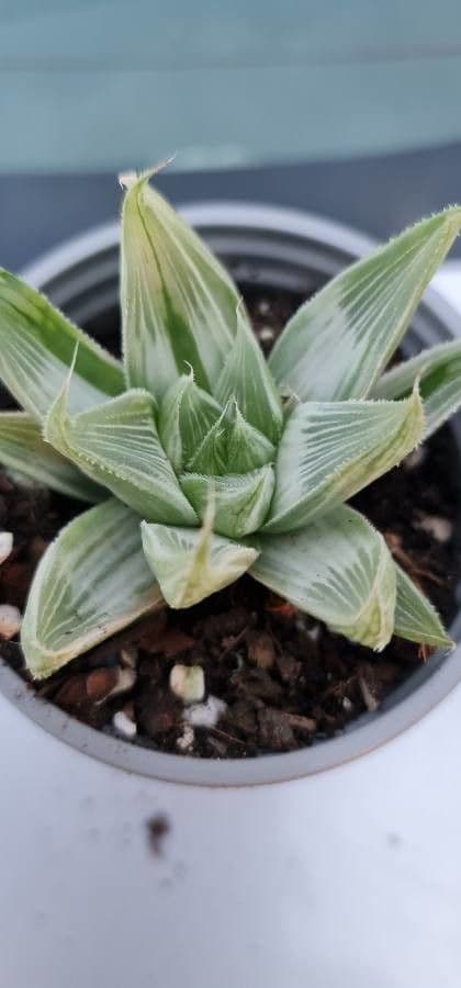 Haworthia 7
