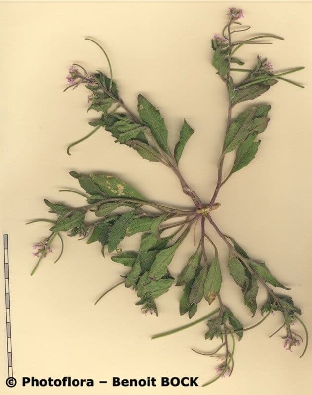 Malcolmia africana 20