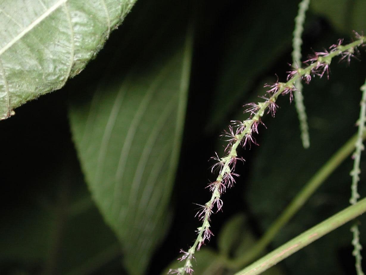 Acalypha villosa 6