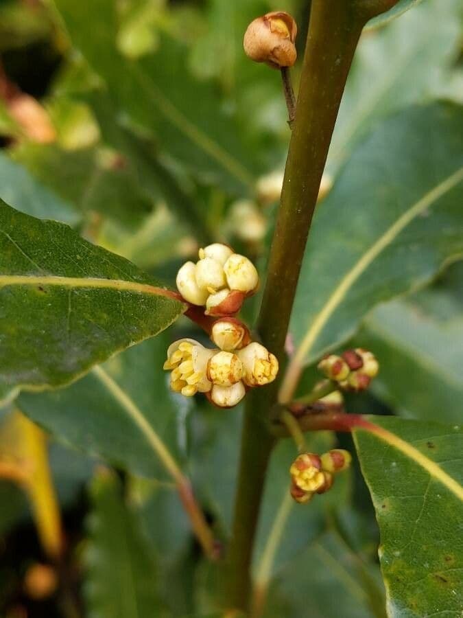 Laurel 28