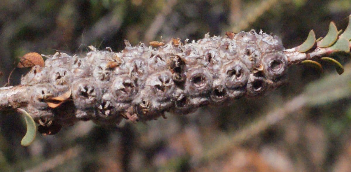 Grevillea scarlatta