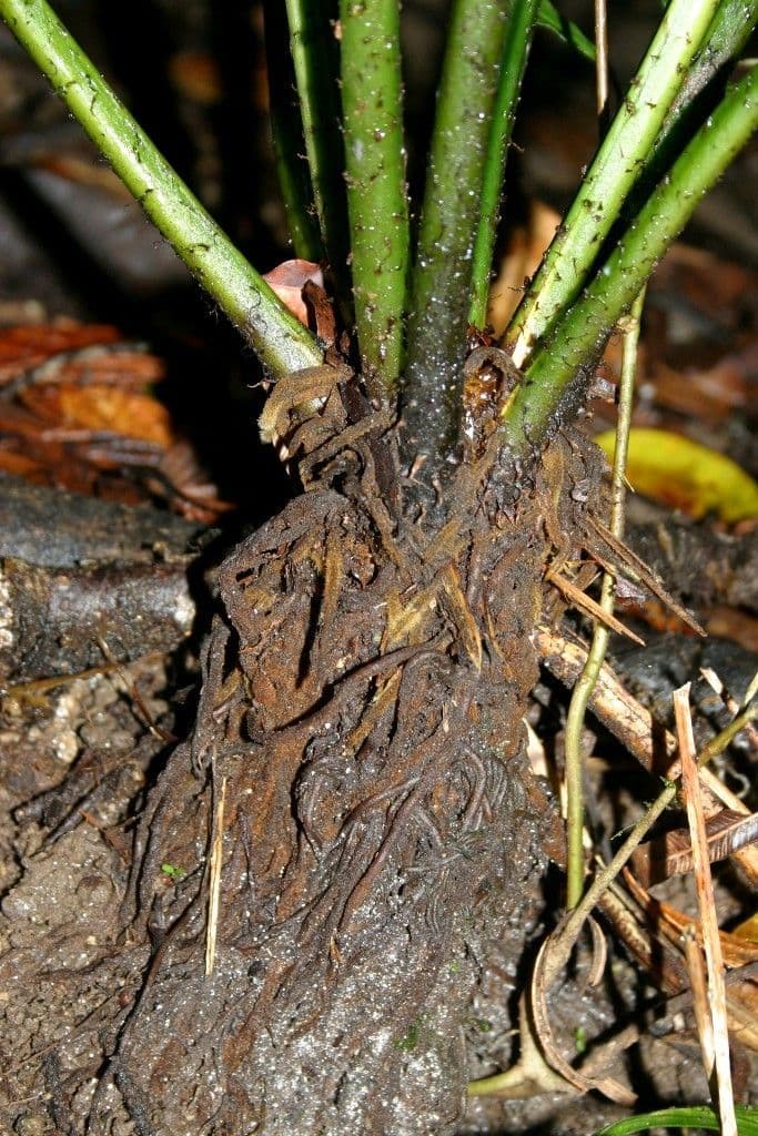 Diplaziopsis 9