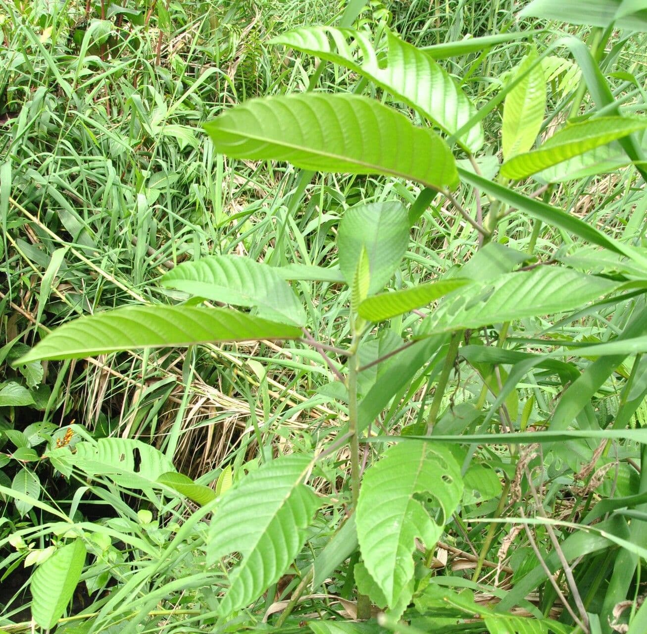 Dendrocnide