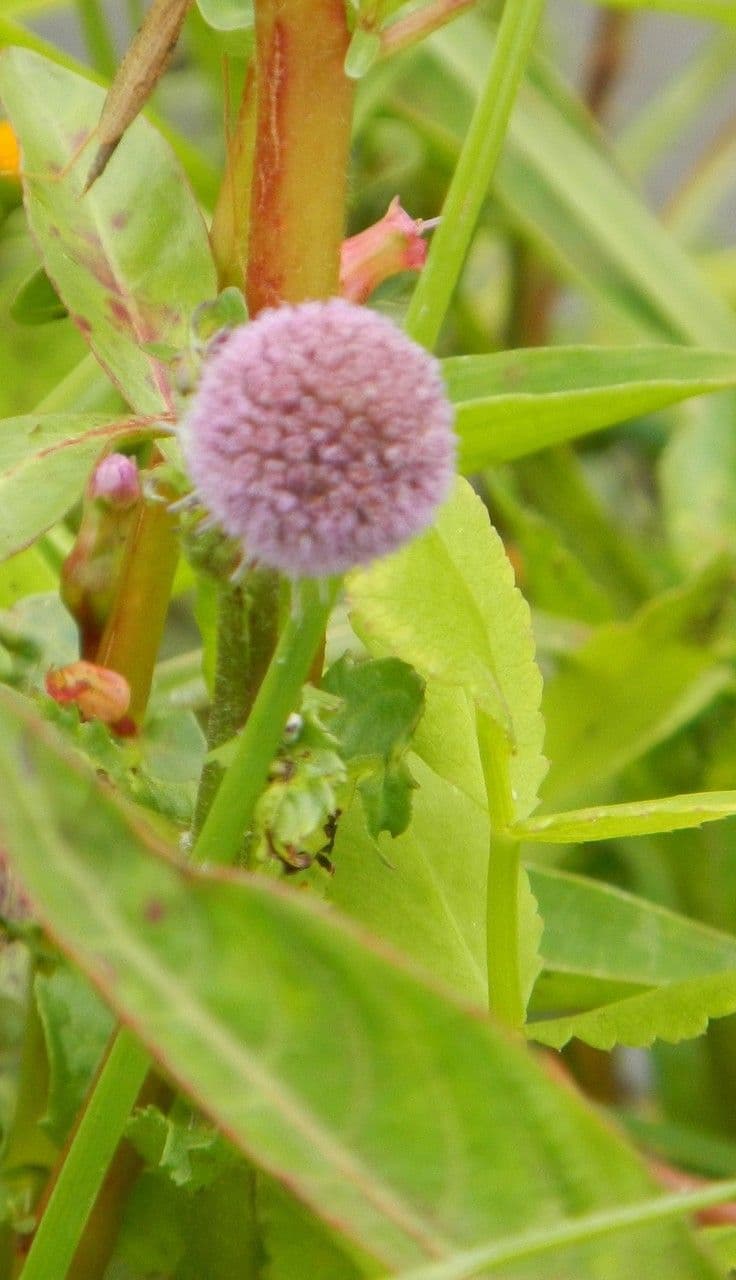 Sphaeranthus steetzii 4