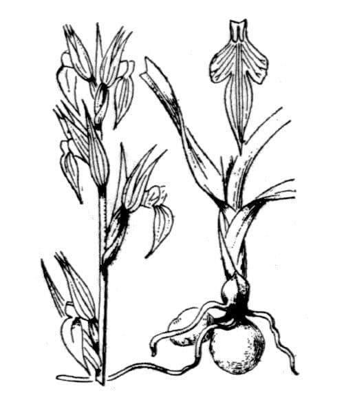 Serapias parviflora 26