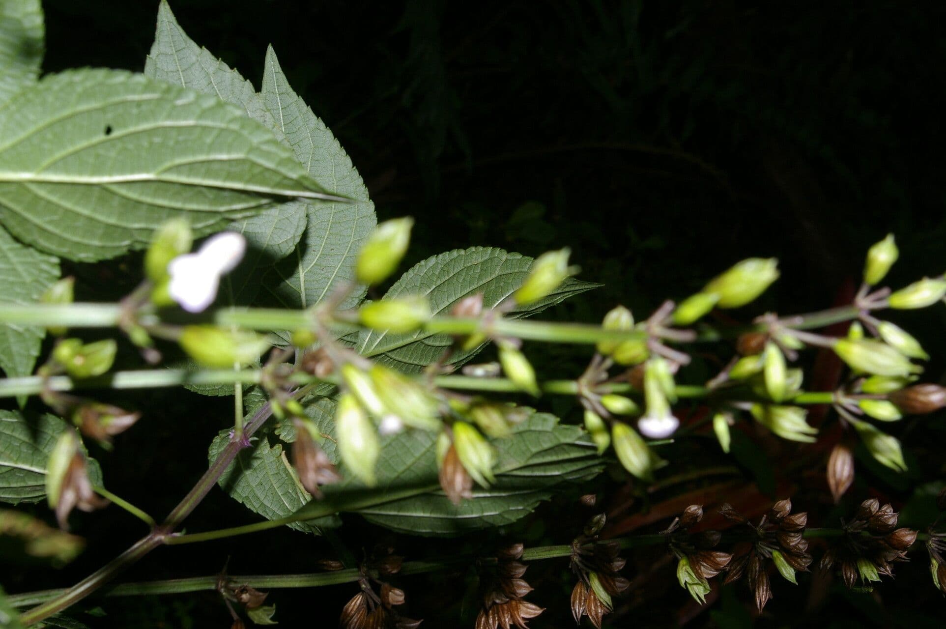 Salvia 6