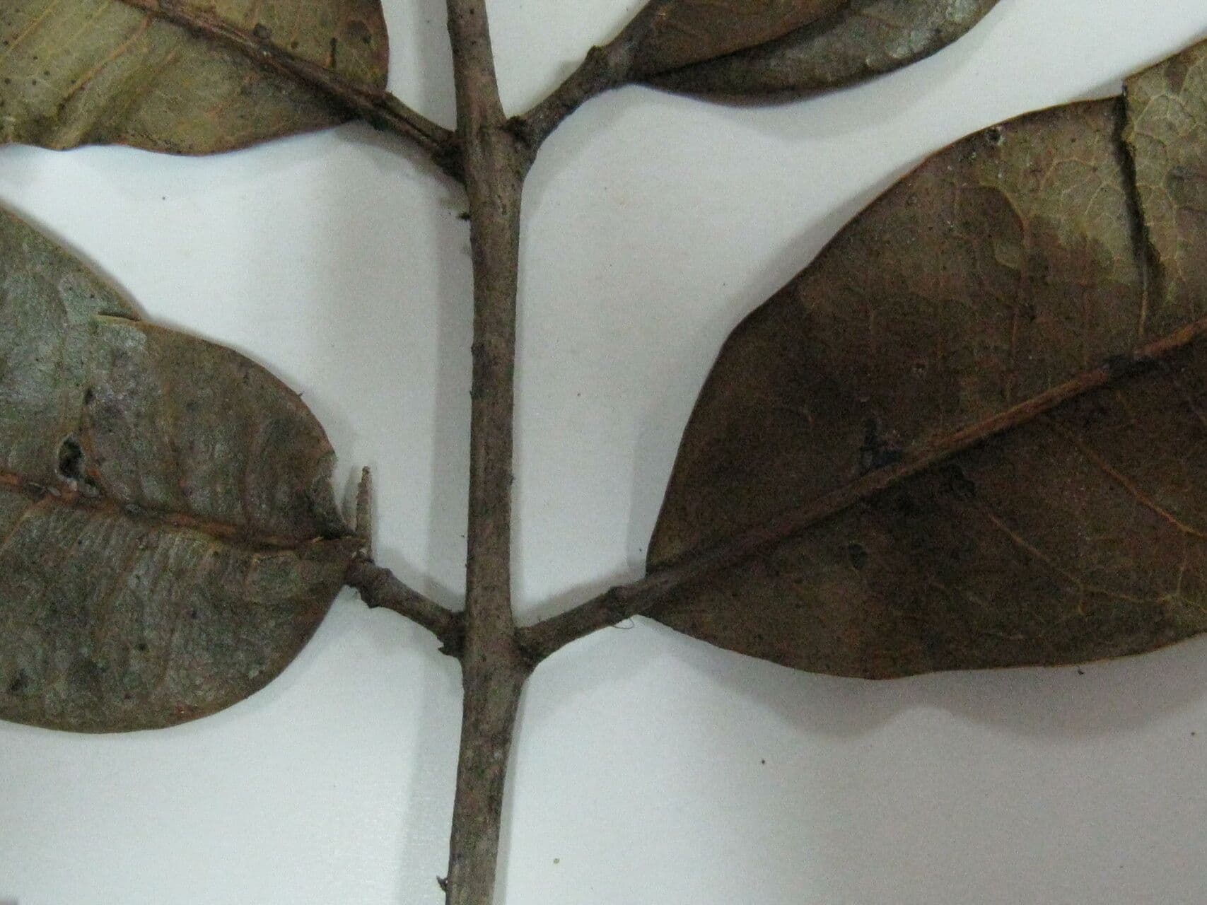 Trattinnickia 8